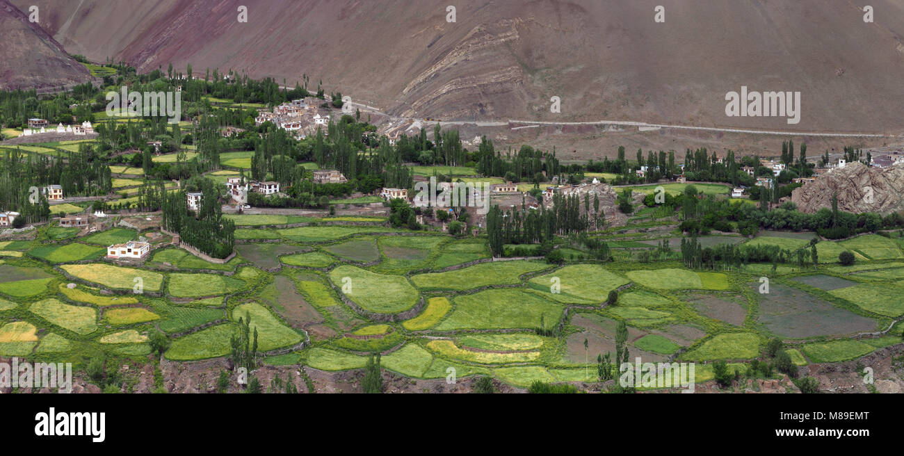 Village de montagne : parmi les montagnes rouges sur la terrasse sont de nombreux squares de champs verts, une bande de plantation d'arbres, des petites maisons blanches, Himalaya Banque D'Images