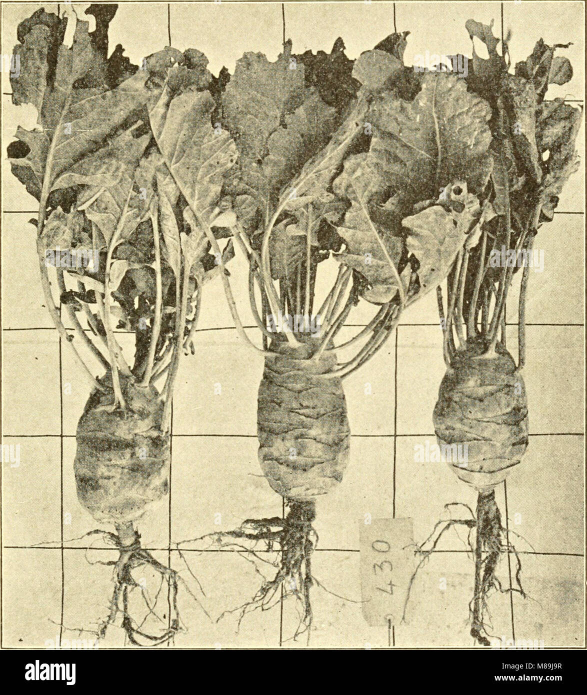 Les cultures fourragères pour la souillure, ensilage, foin et pâturage (1907) (14783533415) Banque D'Images