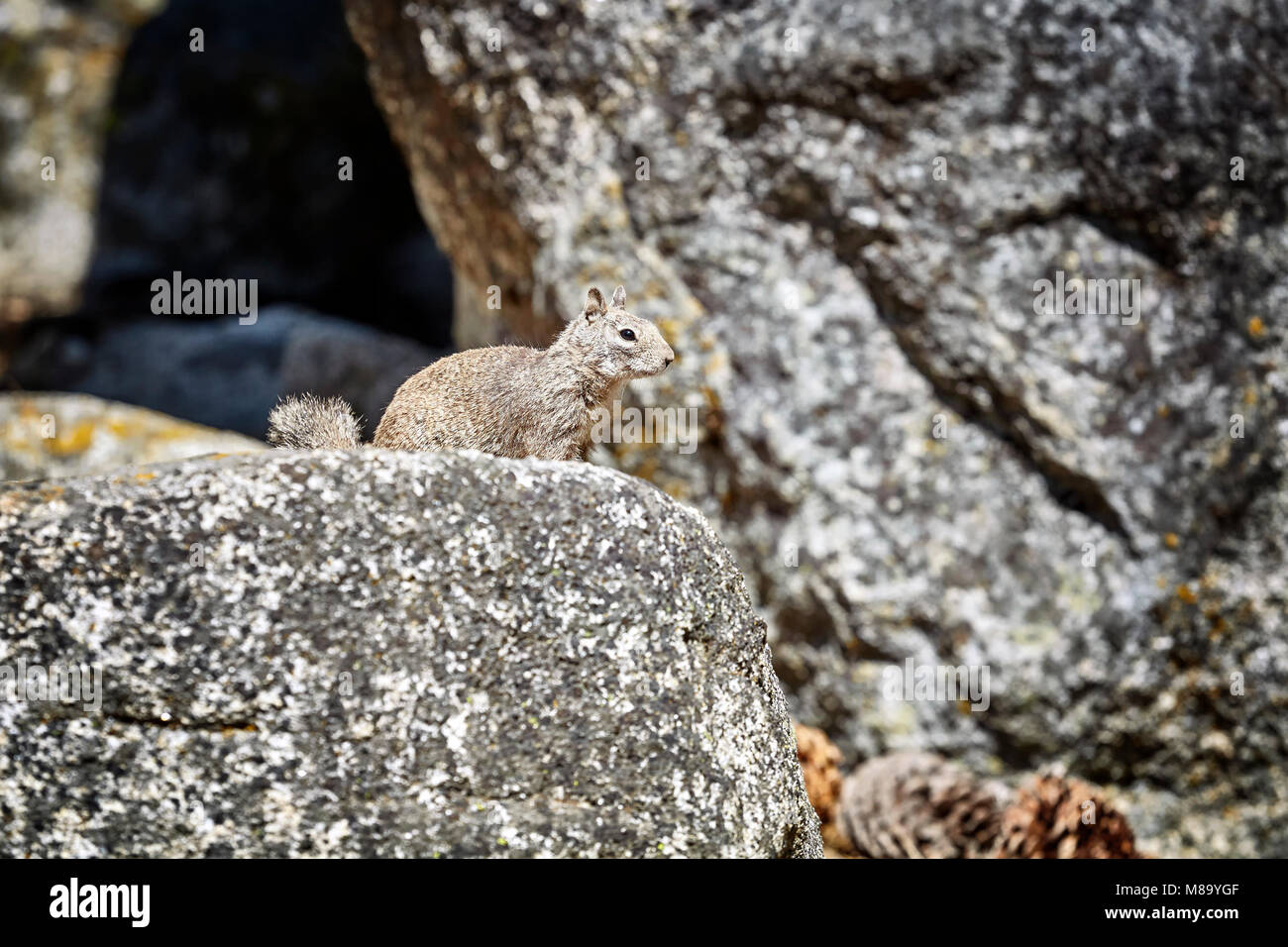 Écureuil dans son habitat naturel, Yosemite National Park, USA. Banque D'Images