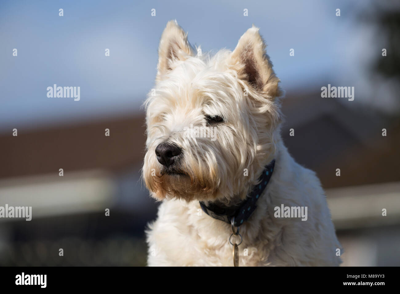 West Highland Terrier Banque D'Images