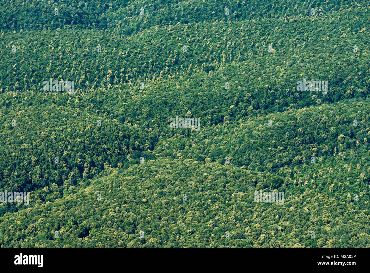 Image aérienne des forêts couvrant la zone volcanique de Colli Albani (Alban hills), région de Rome en Italie Banque D'Images