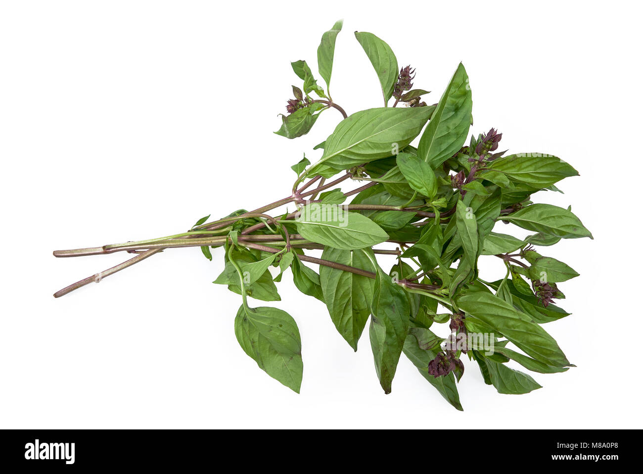 Feuilles de basilic asiatique biologique isolé sur fond blanc Banque D'Images