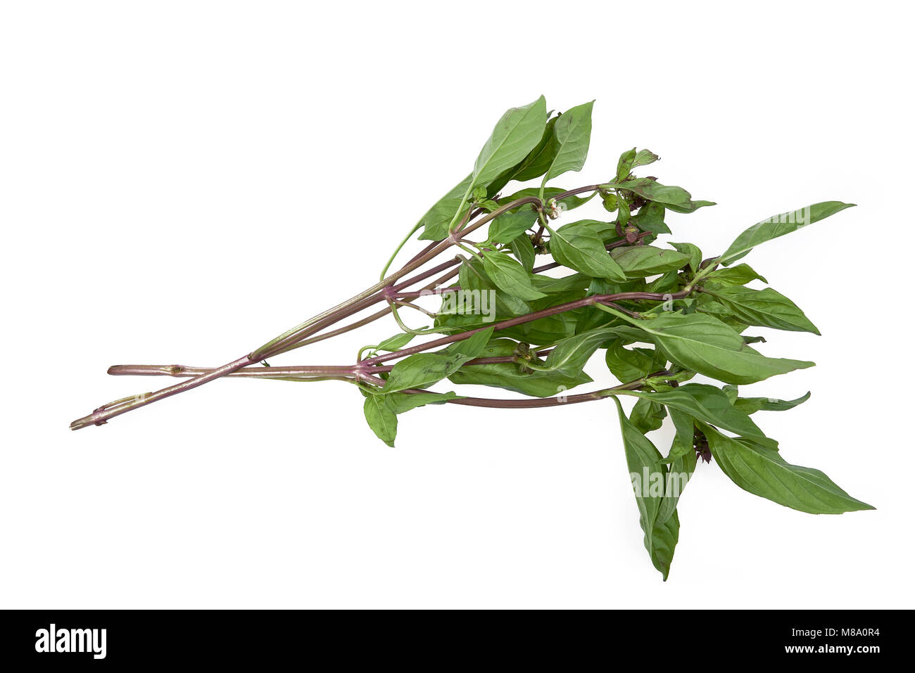 Feuilles de basilic asiatique Sucrée sur fond blanc Banque D'Images