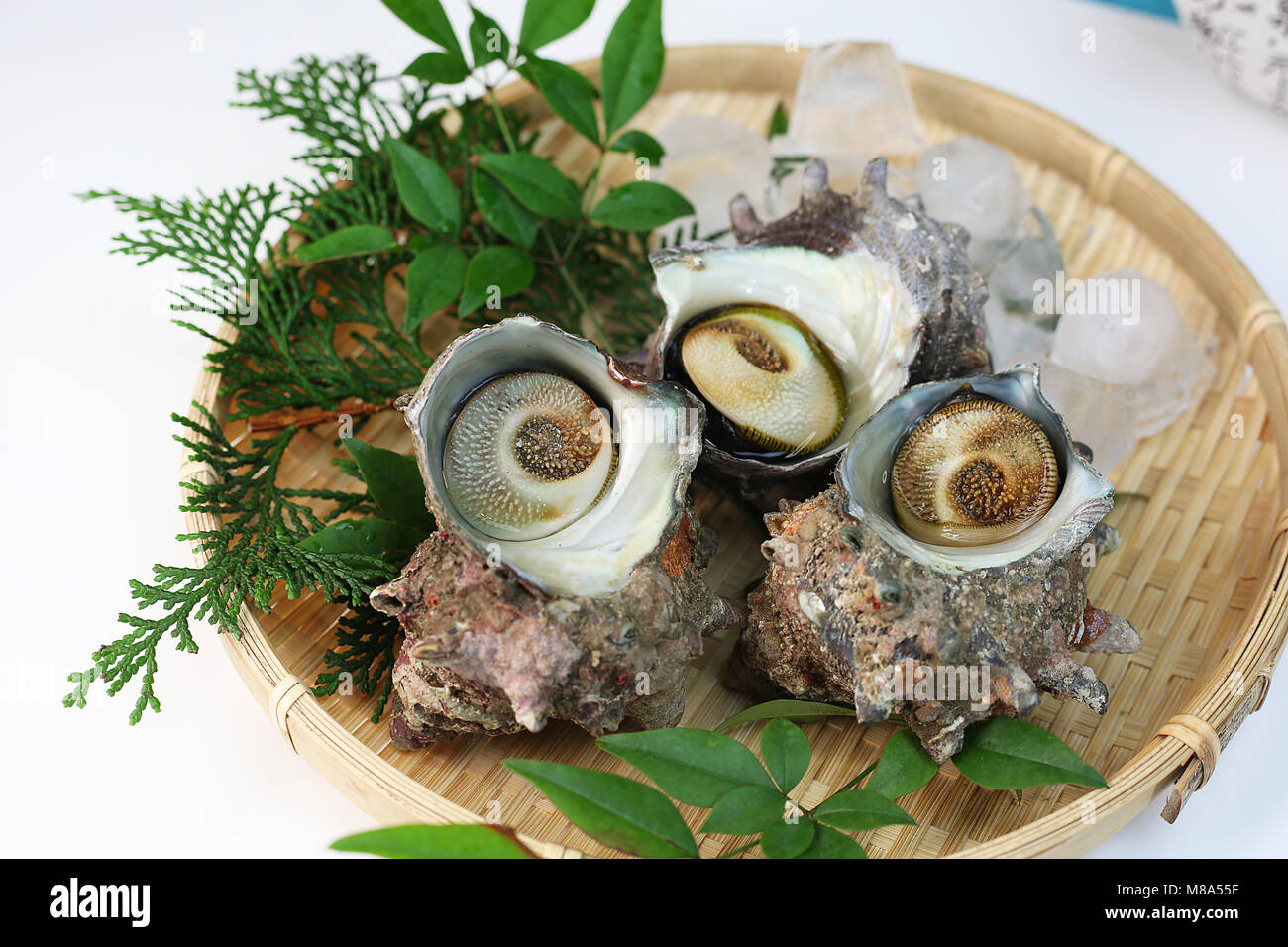 Coquilles Turban Banque D'Images