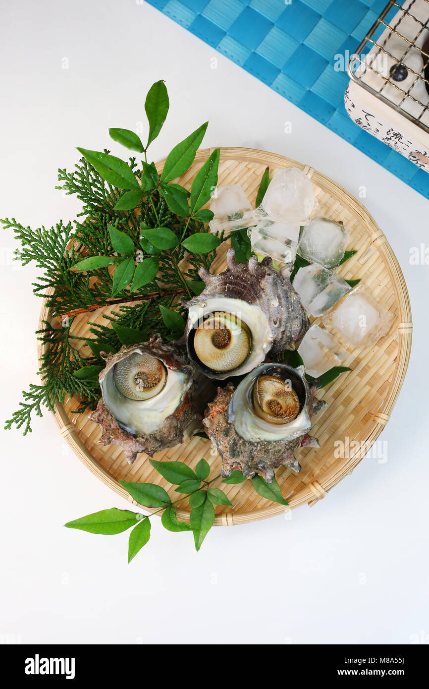 Coquilles Turban Banque D'Images