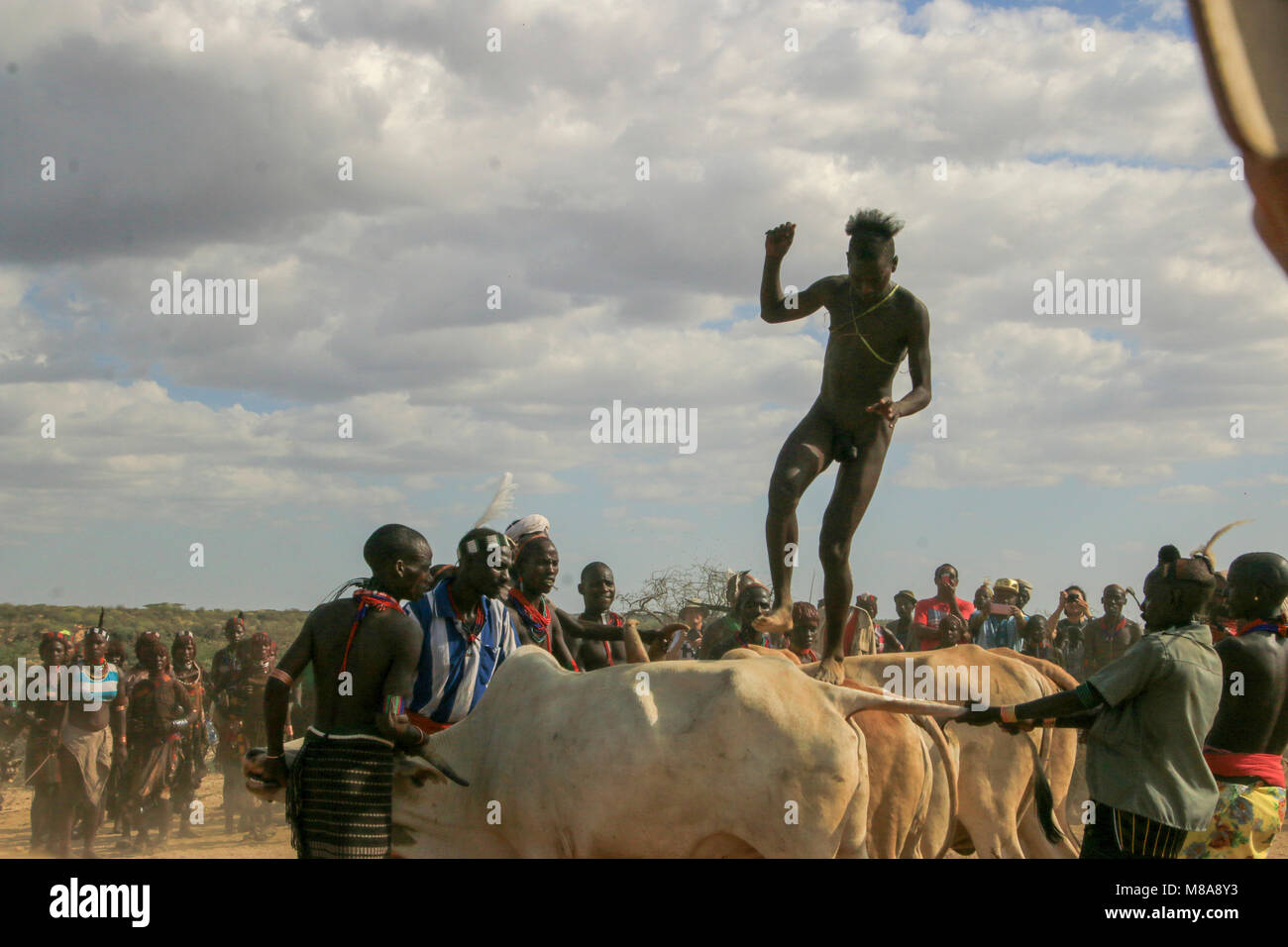 L'Afrique, l'Éthiopie, la vallée de la rivière Omo Tribu Hamer Le Jumping des taureaux cérémonie. L'initié bondit sur une ligne de 10 ou plus de sa famille, les taureaux Banque D'Images