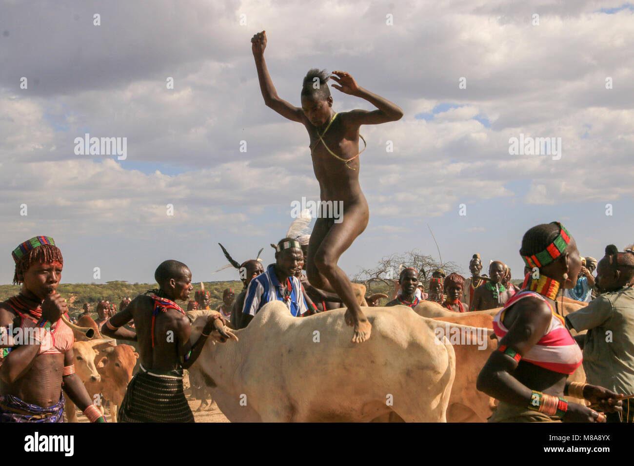 L'Afrique, l'Éthiopie, la vallée de la rivière Omo Tribu Hamer Le Jumping des taureaux cérémonie. L'initié bondit sur une ligne de 10 ou plus de sa famille, les taureaux Banque D'Images