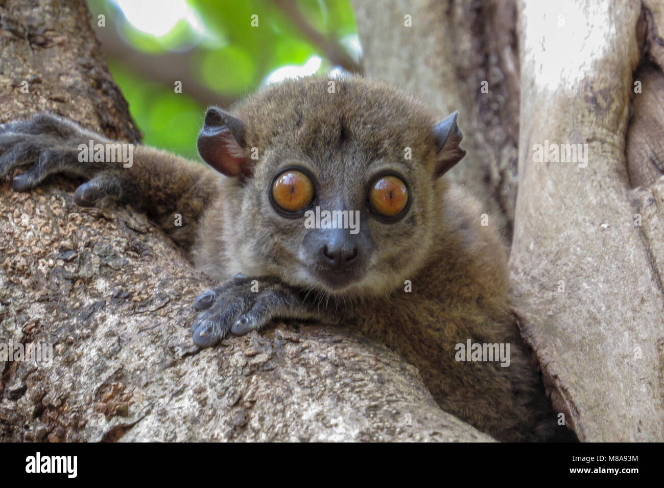 Aye-aye (Daubentonia madagascariensis) photographié à Madagascar Banque D'Images