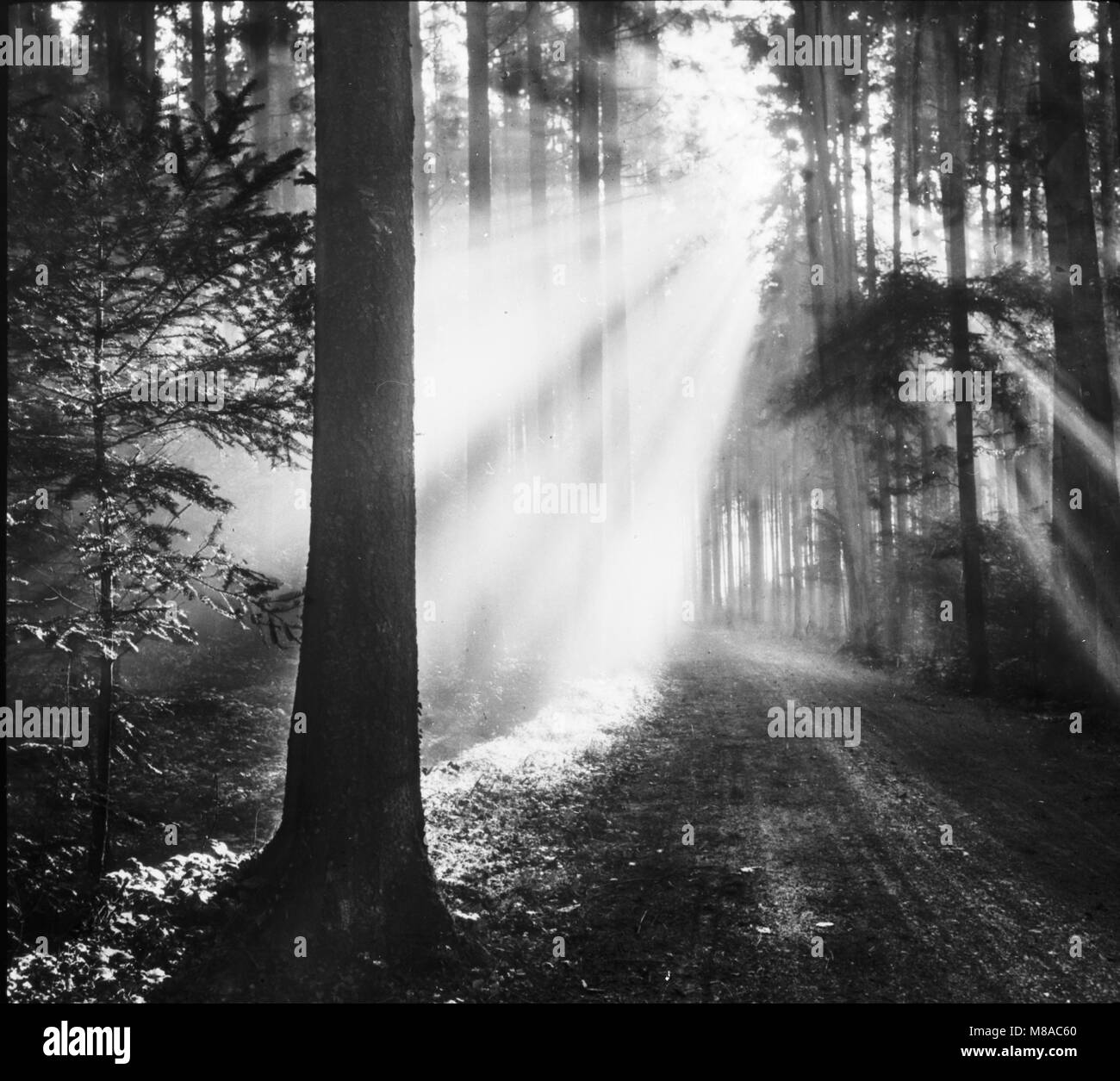 Forêt Noire, Allemagne, 1907 Banque D'Images