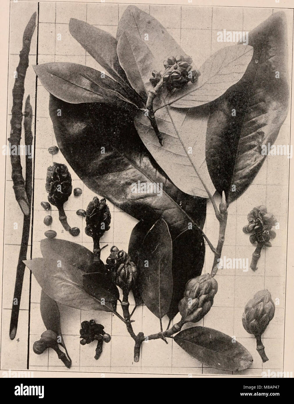 Ce manuel de 1907 fournit un guide détaillé et photo-descriptif des arbres trouvés dans le nord des États-Unis et du Canada, en mettant l'accent sur les espèces à l'est des montagnes Rocheuses. Banque D'Images
