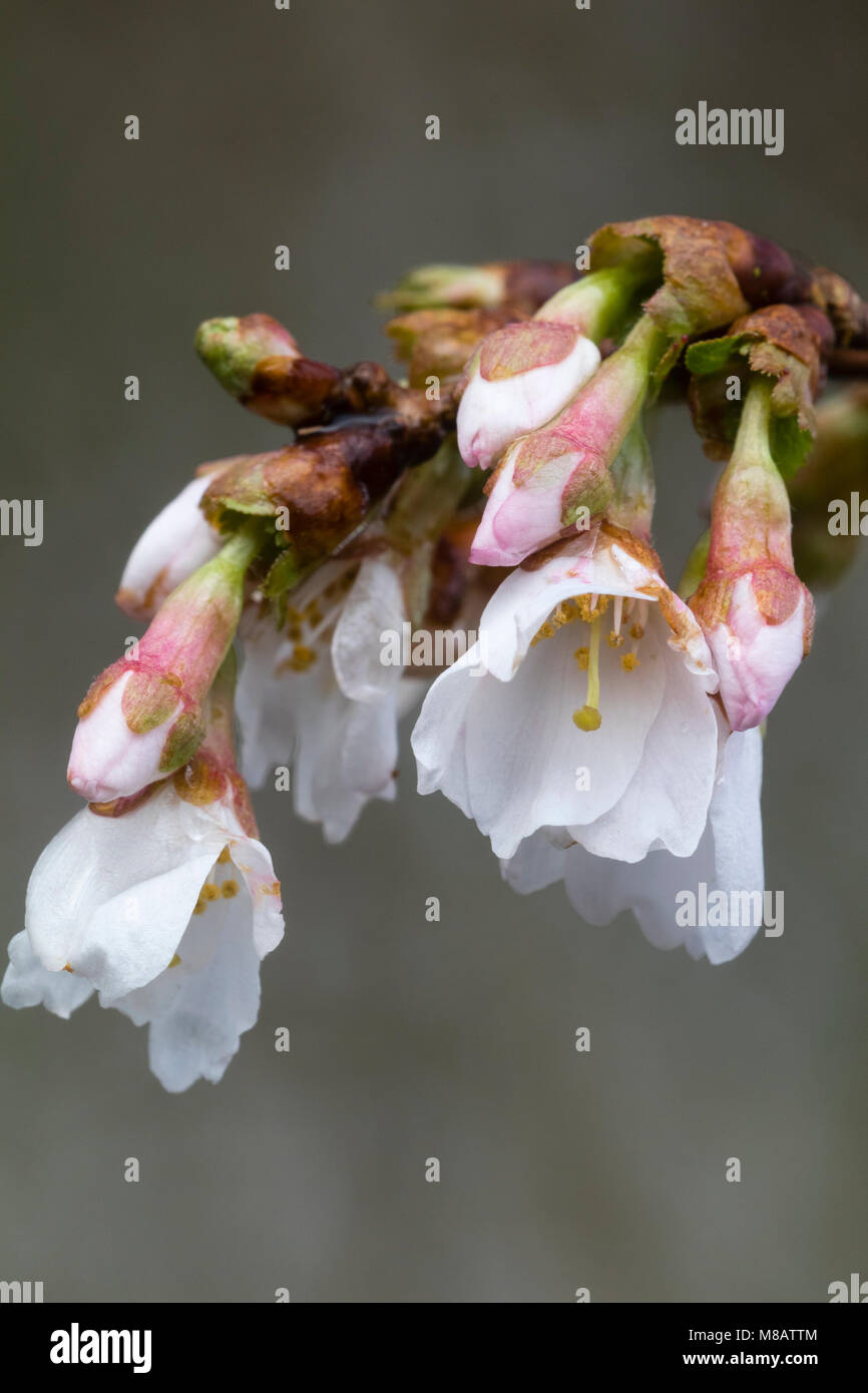 Au début du printemps des fleurs et boutons de fleurs, la petite forme de l'arbre de la cerise Fuji, Prunus incisa 'Kojo-No-Mai' Banque D'Images