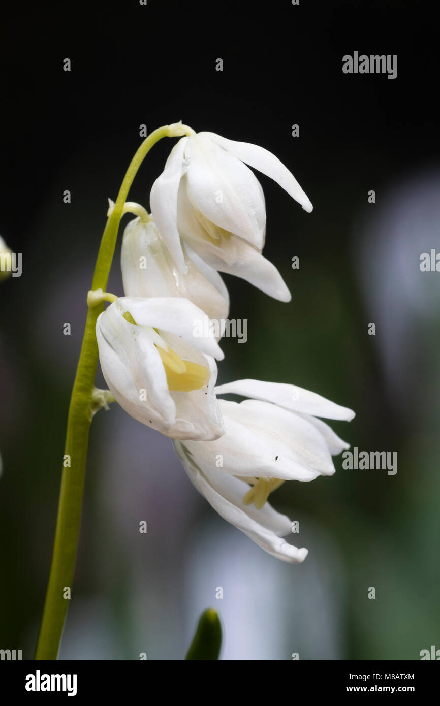 Fleurs blanches de la Sibérie en fleurs printemps squill Scilla sibirica, ampoule 'Alba' Banque D'Images