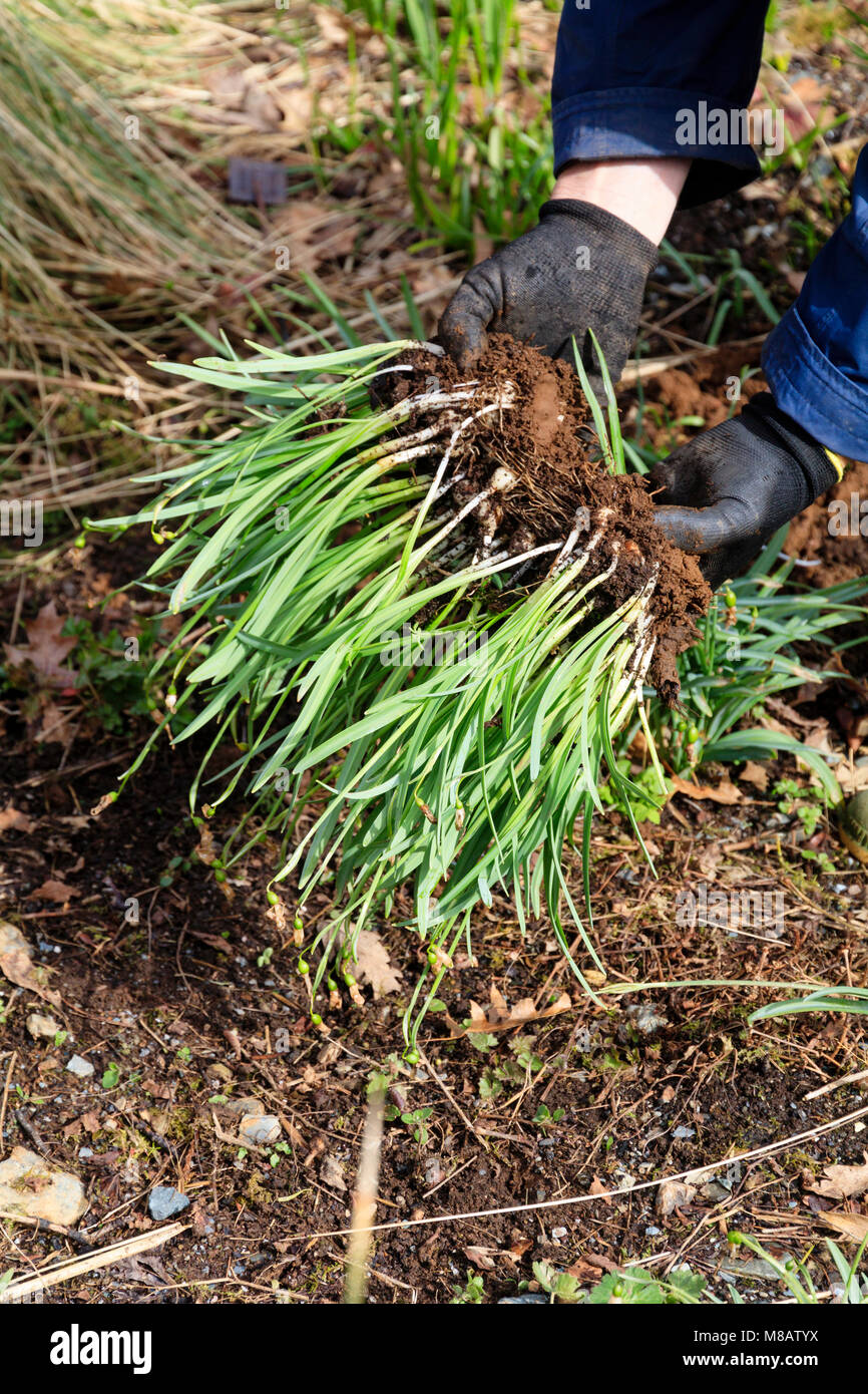 Snowdrop bulbes levé "dans le vert" après la floraison d'hiver de division et de replantation Banque D'Images