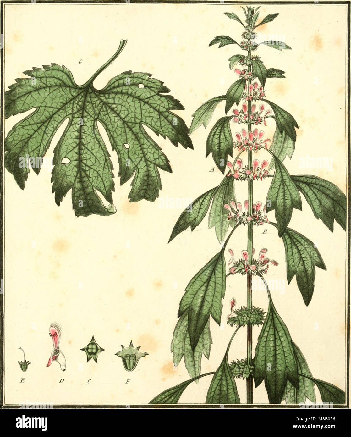 Herbier de la France ; or, Collection complette des plantes indigènes de ce royaume ; avec leurs proprits, et leurs usages en medecine (1787) (14802609713) Banque D'Images