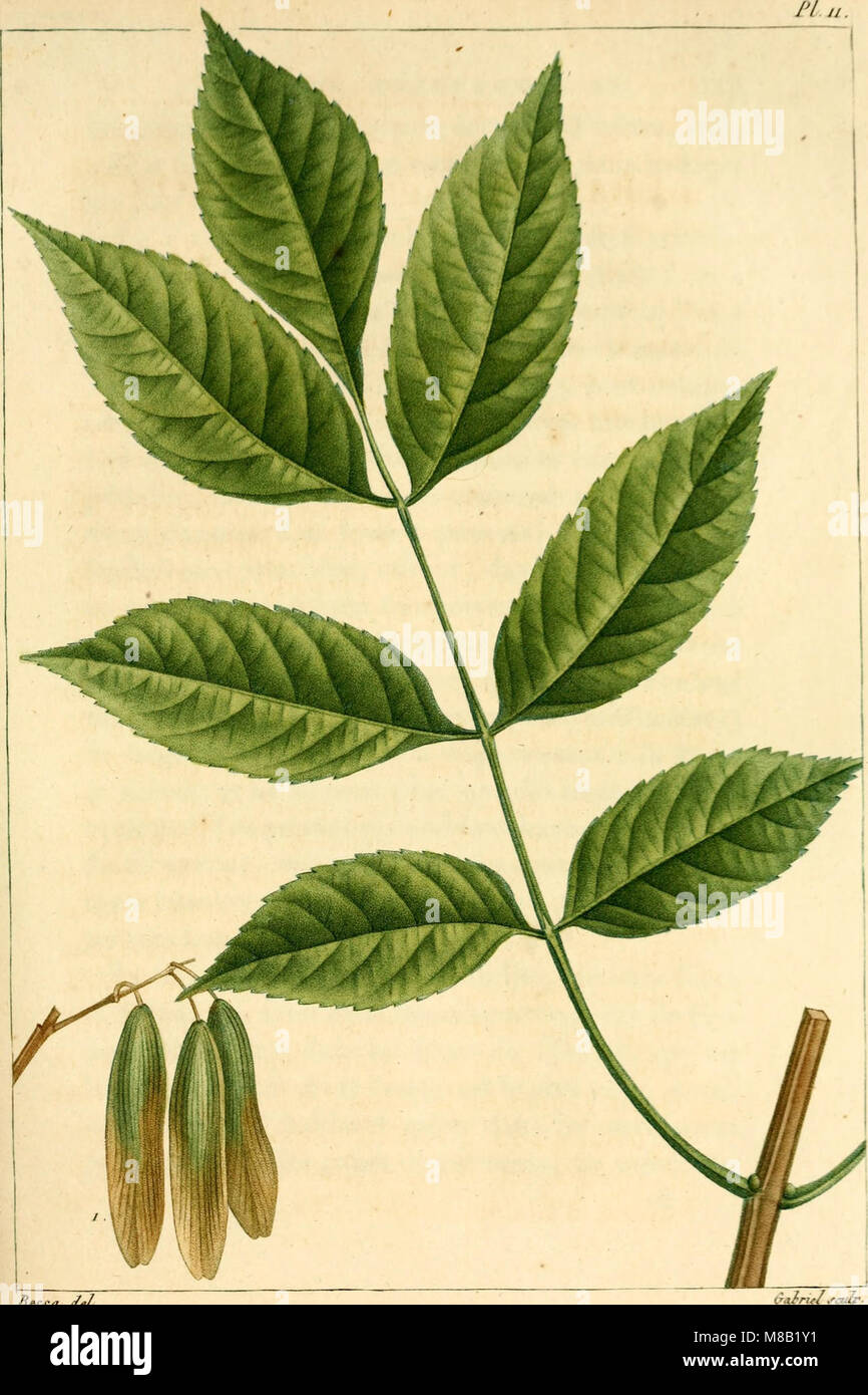 Histoire des arbres forestiers de l'Amérique septentrionale, authors principalement sous les rapports de leur usage dans les arts et de leur introduction dans le commerce (1812) (14761620536) Banque D'Images