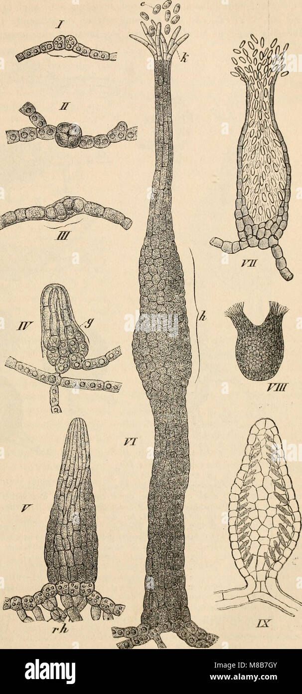 Die pilze dans morphologischer, physiologischer, biologischer und systematischer beziehung (1890) (20754863749) Banque D'Images