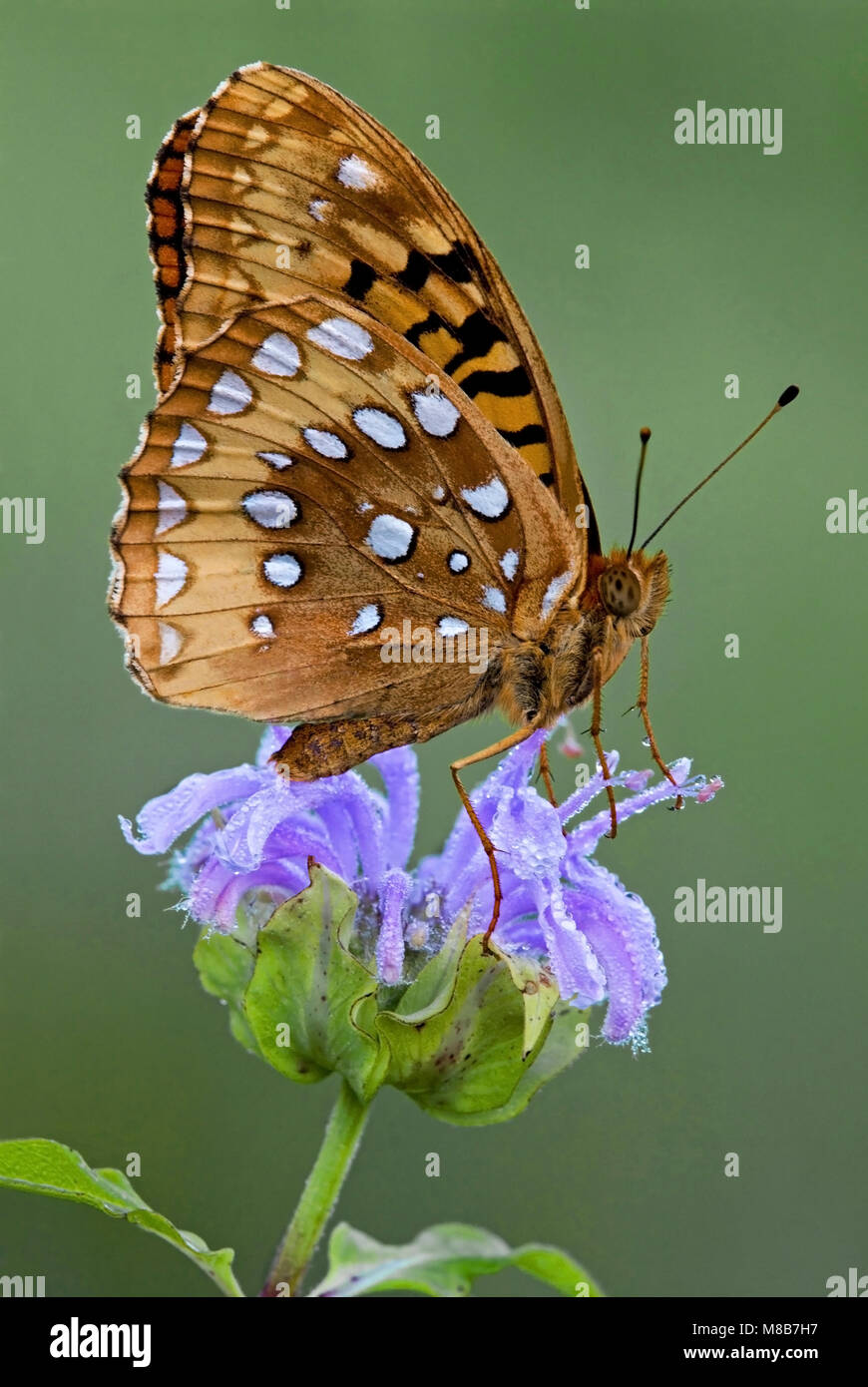 Great Spangled Fritillary Butterfly (Speyeria cybele) sur la monarde fistuleuse (Monarda fistulosa) est des États-Unis, par aller Moody/Dembinsky Assoc Photo Banque D'Images