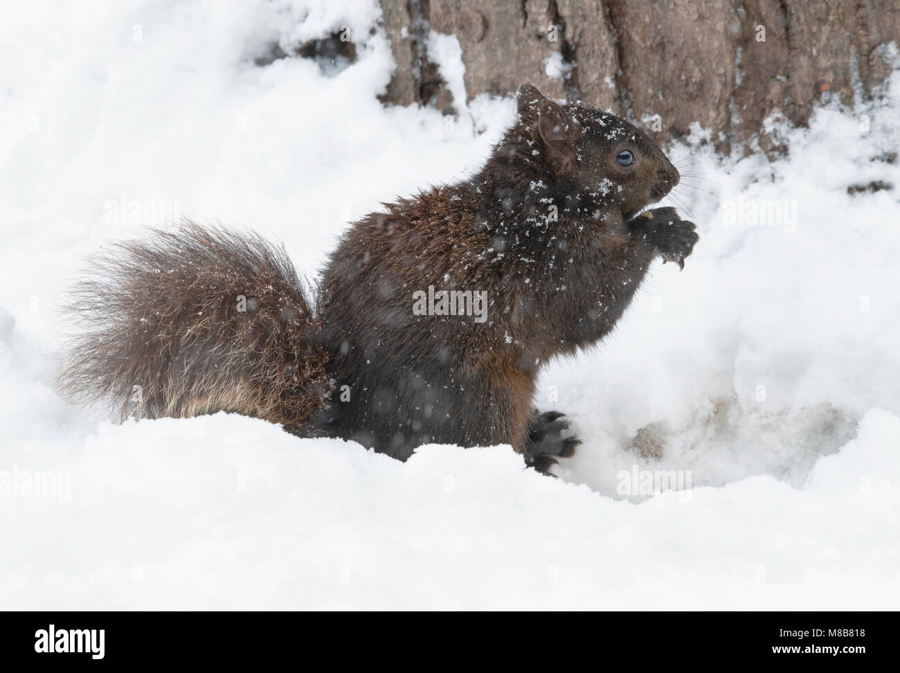 L'Écureuil gris (Sciurus carolinensis), forme foncée, aka Black Squirrel, hiver, Michigan USA par Skip Moody/Dembinsky Assoc Photo Banque D'Images