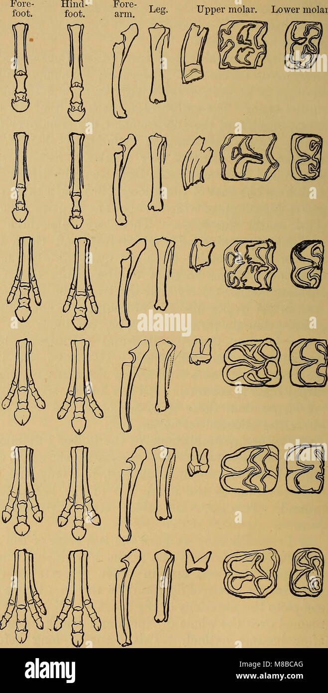 Le darwinisme ; un exposé de la théorie de la sélection naturelle, avec certaines de ses applications (1897) (20651274229) Banque D'Images