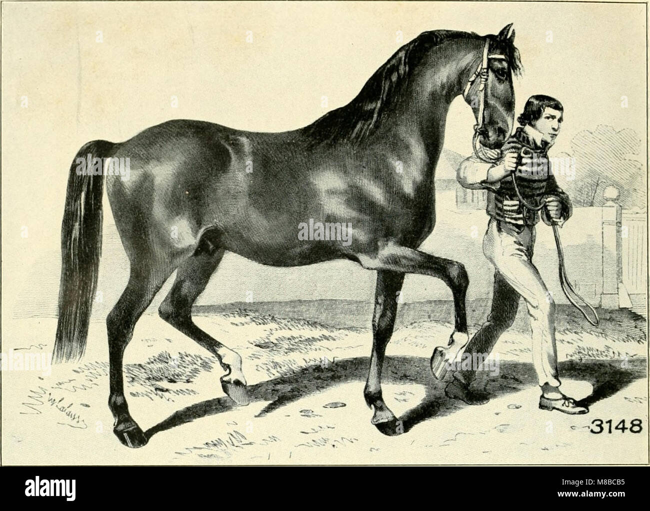 Anglo-normännische Das Pferd - mit besonderer Berücksichtigung senneur Verwendung in Deutschland (1910) (14778099415) Banque D'Images