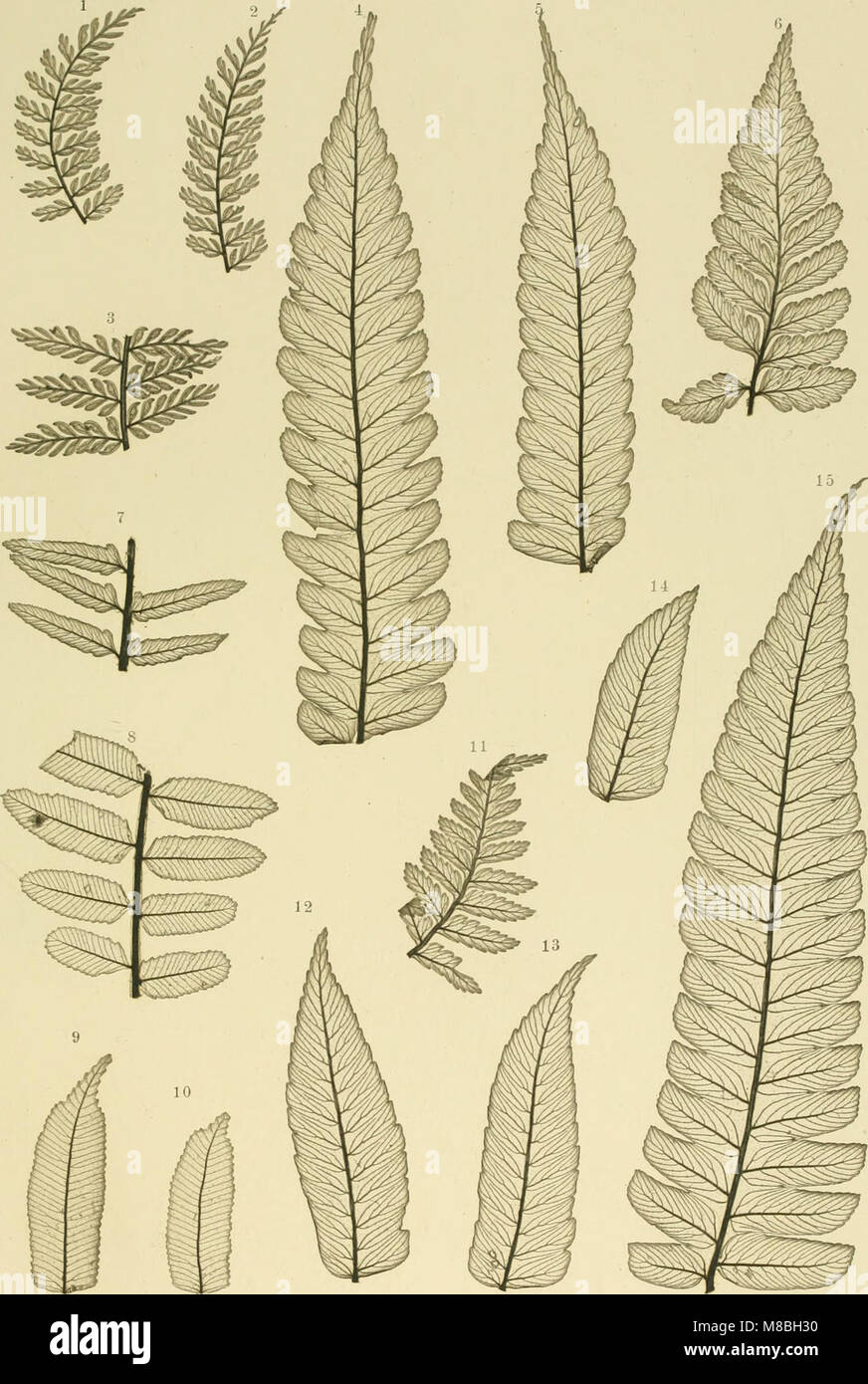 Denkschriften der Kaiserlichen Akademie der Wissenschaften - Mathematisch-Naturwissenschaftliche Classe (1864) (20664848458) Banque D'Images