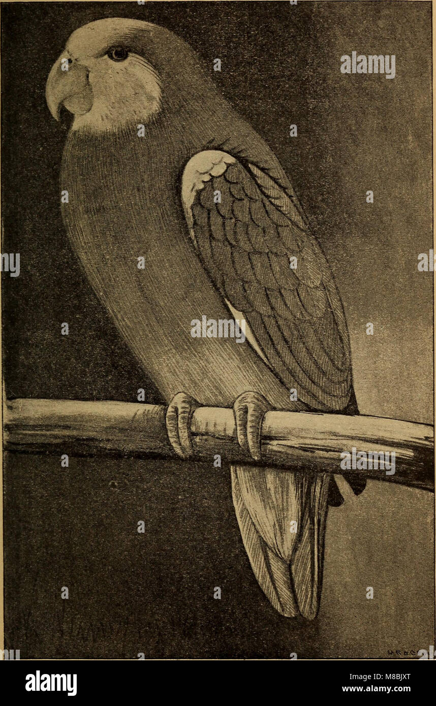 Der Graupapagei. Seine Naturgeschichte (1896) (20675515689) Banque D'Images