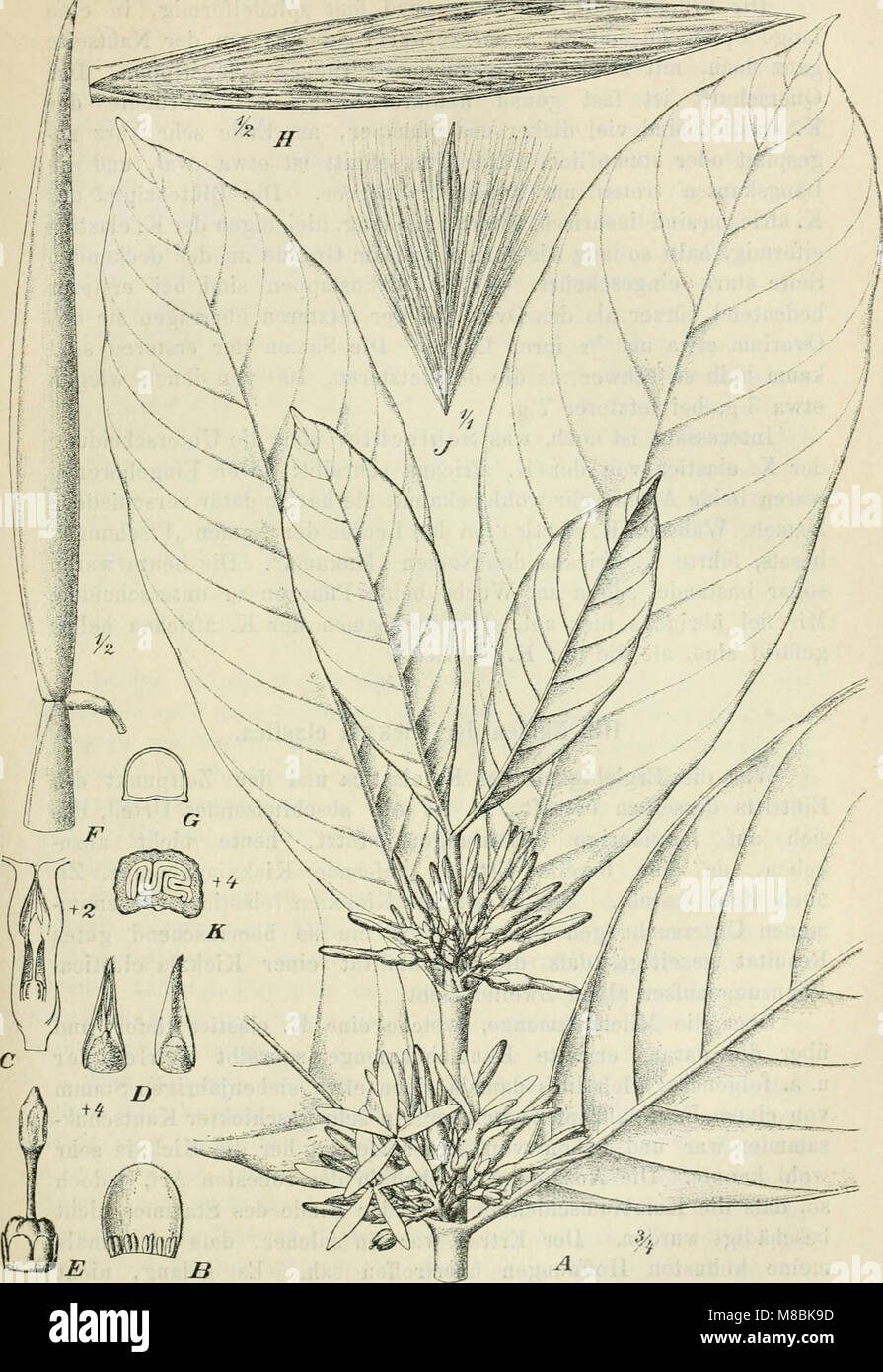 Tropenpflanzer ; Zeitschrift der Landwirtschaft l fr (20871831361) Banque D'Images
