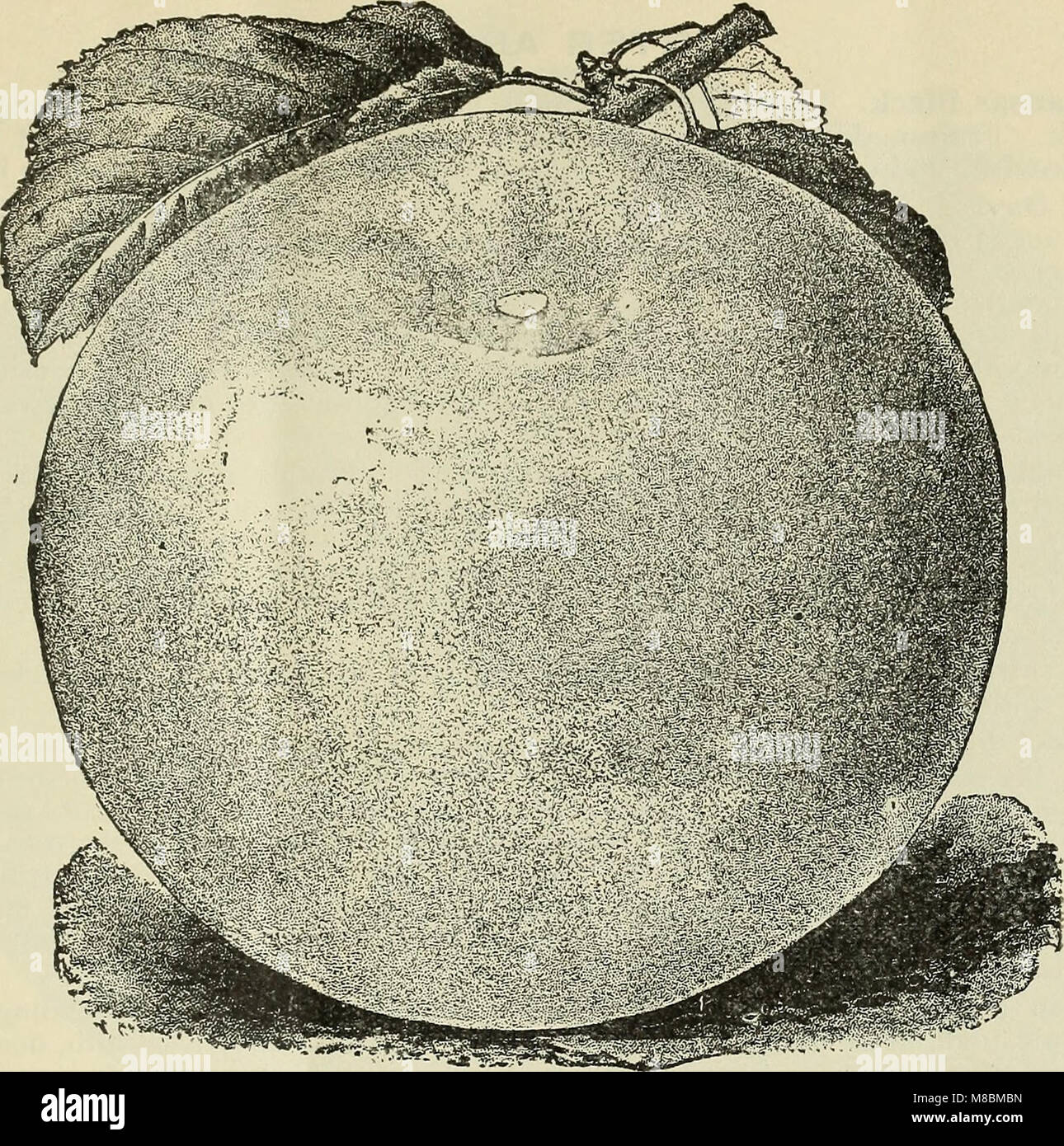 Catalogue illustré et descriptif de fruits et plantes ornementales (arbres, arbustes, plantes (1900) (20559622565) Banque D'Images
