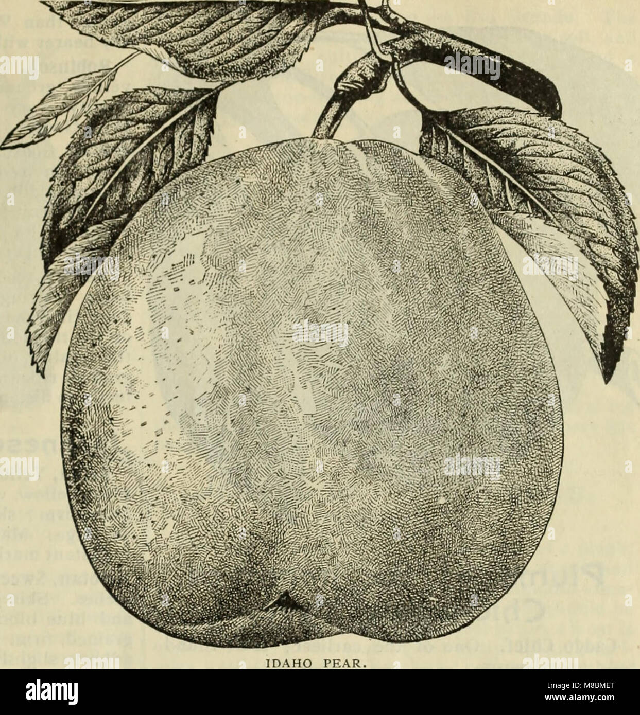 Catalogue descriptif - graines de plantes arbres. (1896) (20851807166) Banque D'Images