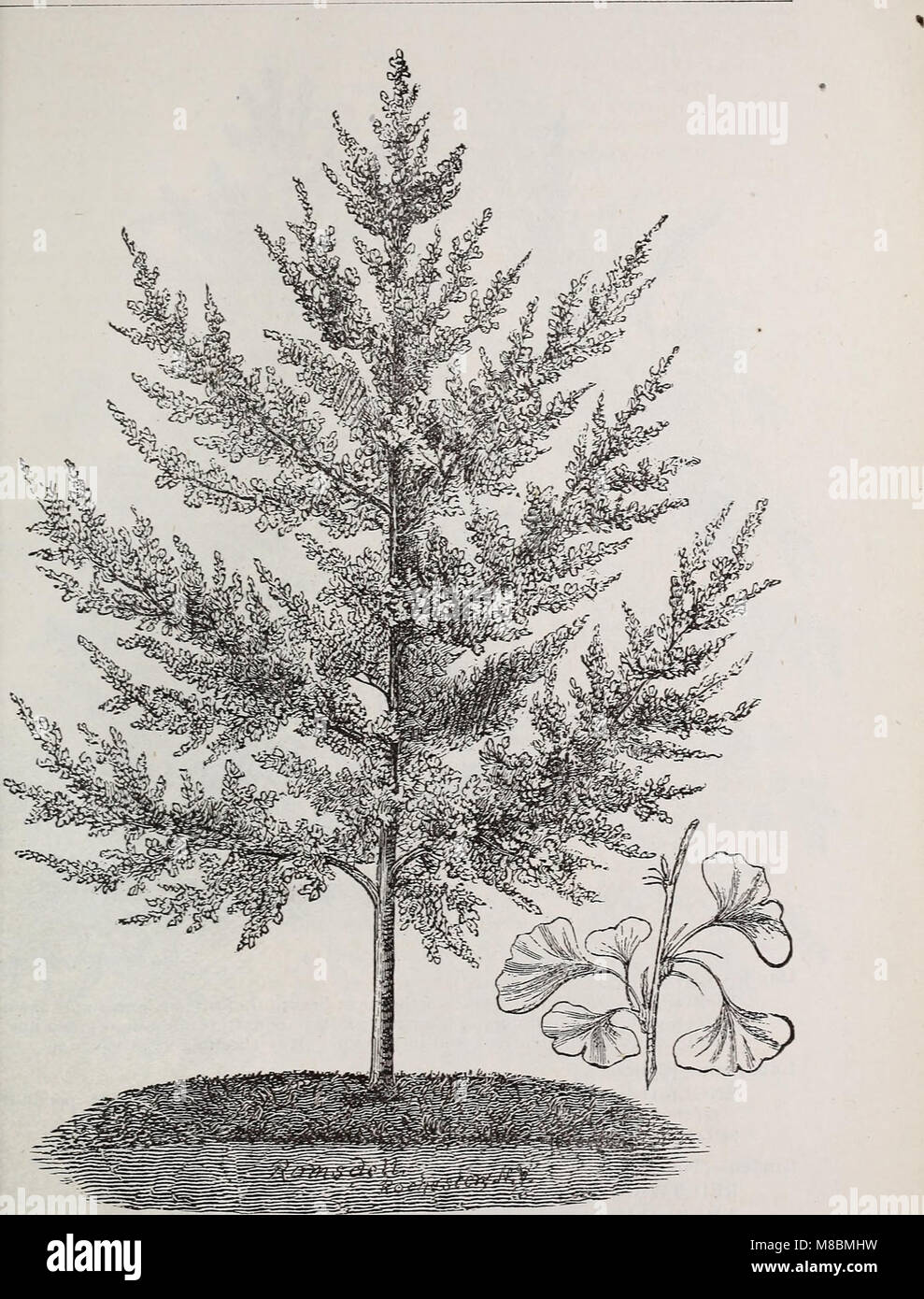 Catalogue descriptif des fruits et des arbres d'ornement, conifères, vignes, arbustes, bulbes, &c., (1881) (20253636333) Banque D'Images