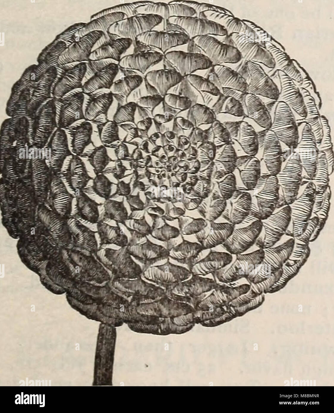 Catalogue descriptif des semences de haute qualité pour la ferme et le jardin (1894) (20689504750) Banque D'Images