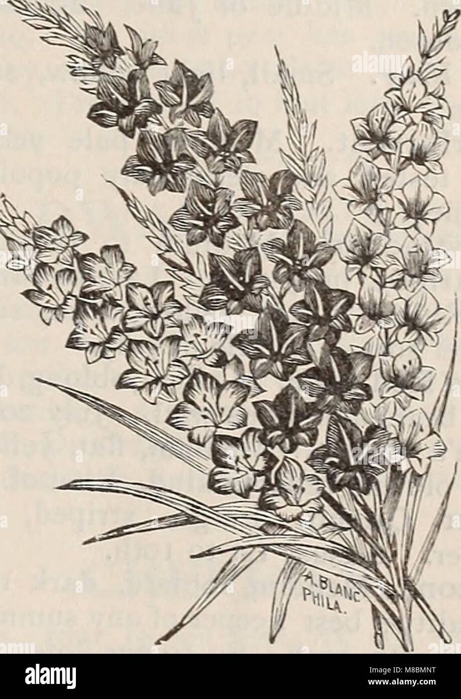 Catalogue descriptif des semences de haute qualité pour la ferme et le jardin (1894) (20690834759) Banque D'Images
