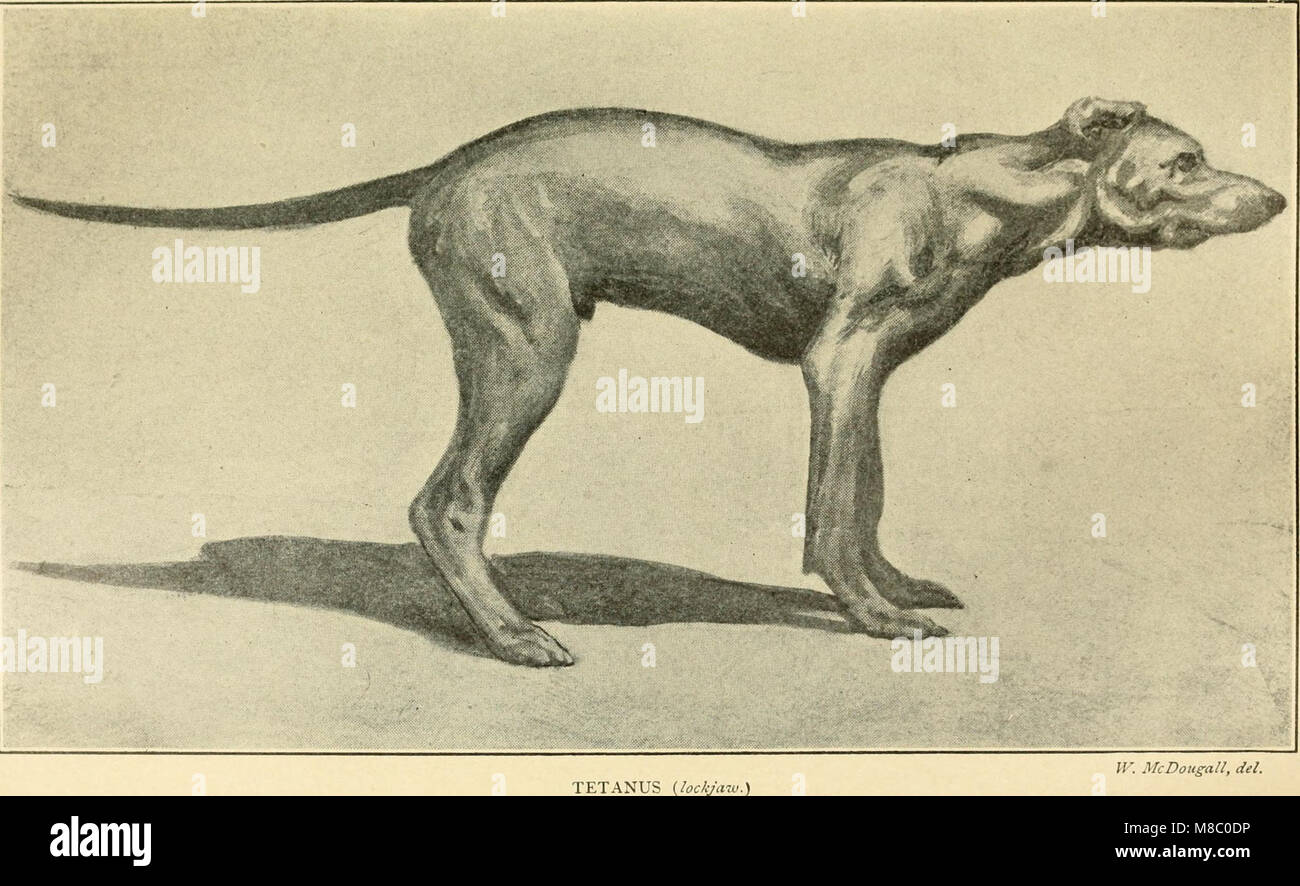 « Maladies du chien et leur traitement » (1911) aborde les problèmes de santé courants chez les chiens, y compris les symptômes, les diagnostics et les méthodes de traitement. La publication fournit aux vétérinaires et aux propriétaires de chiens des connaissances essentielles pour gérer les maladies canines et maintenir la santé des chiens. Banque D'Images