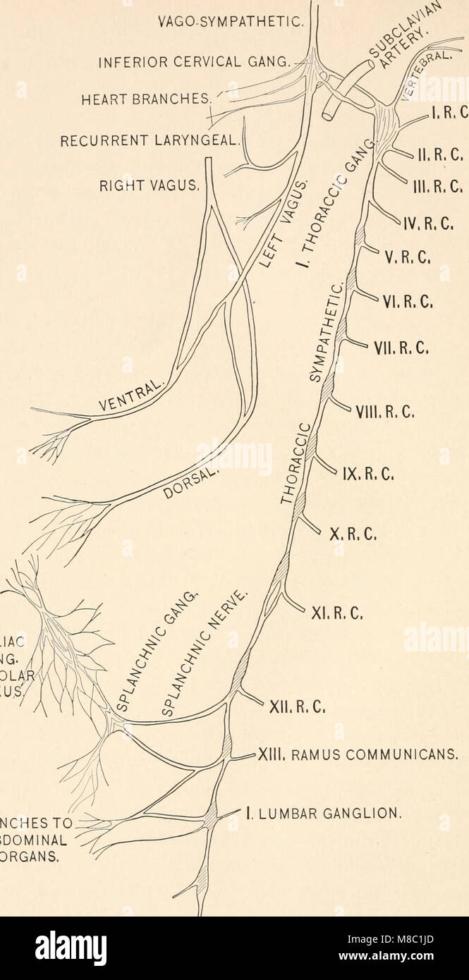 L'étude de 1888 sur la dissection canine fournit des informations précieuses sur les processus physiologiques, en utilisant l'anatomie canine comme base pour comprendre la physiologie humaine et le champ plus large de l'anatomie comparative. Banque D'Images