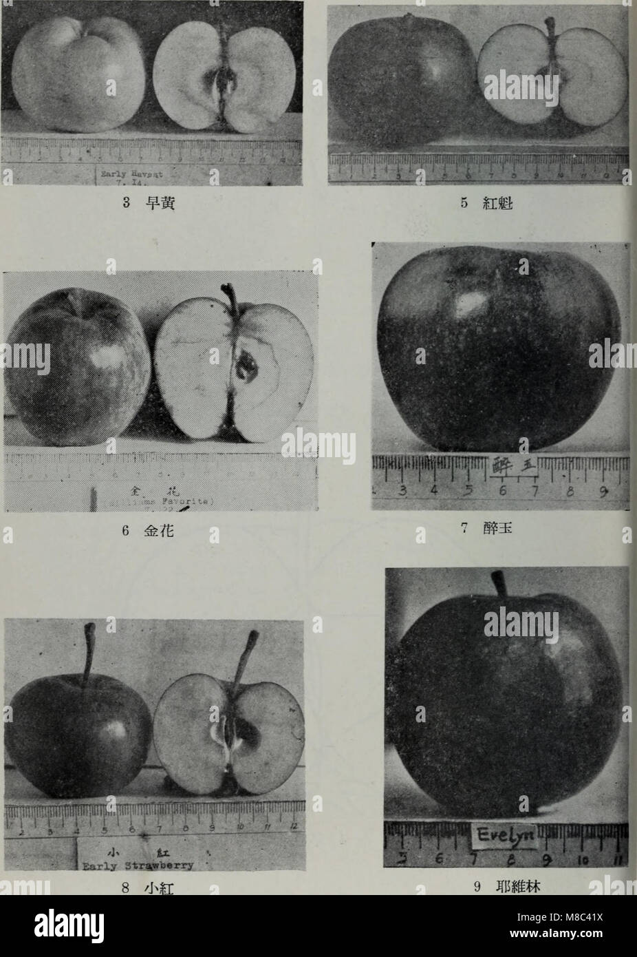 Dong bei ping guo jie zhong pin shuo (1957.11) (20804543670) Banque D'Images