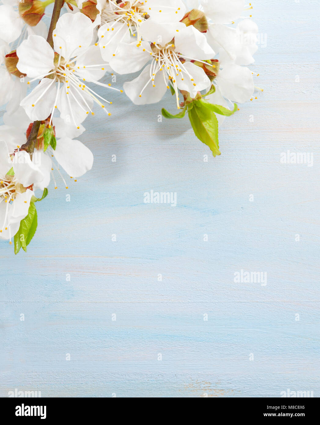 Branches de l'abricotier en fleur bleu clair sur fond de bois Banque D'Images