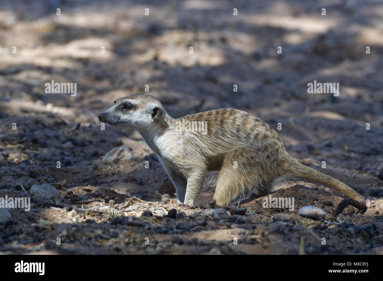Meerkat (Suricata suricatta), mâle adulte, à quatre pattes, à la recherche d'un trou, dans l'ombre, Kgalagadi Transfrontier Park, Northern Cape, Afrique du Sud Banque D'Images
