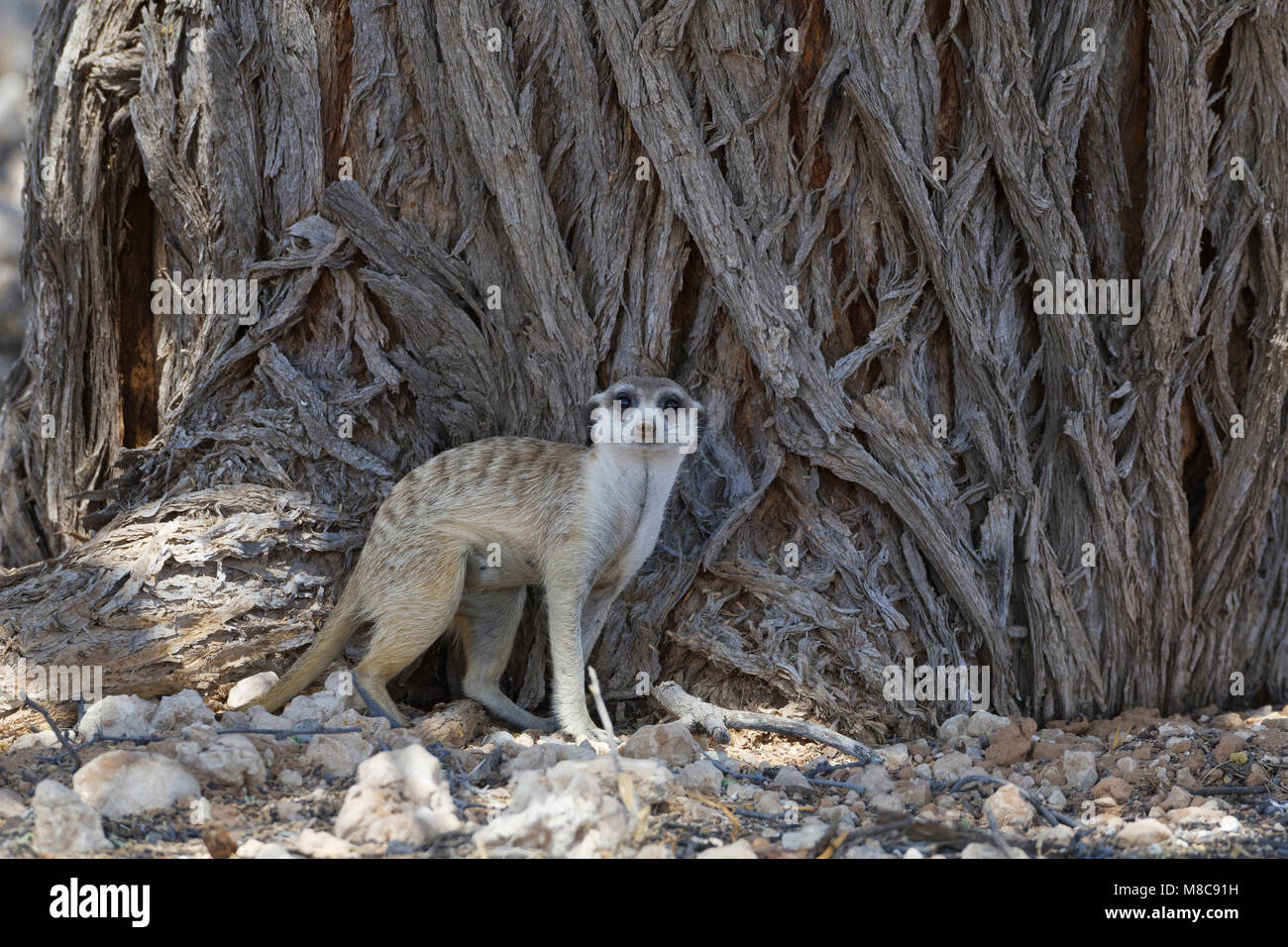 Meerkat (Suricata suricatta), mâle adulte à quatre pattes devant le tronc d'un arbre, alerte, Kgalagadi Transfrontier Park, Northern Cape, Afrique du Sud Banque D'Images