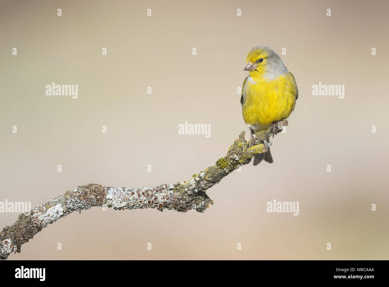 Venturon montagnard mâle sur une belle perchaude Banque D'Images