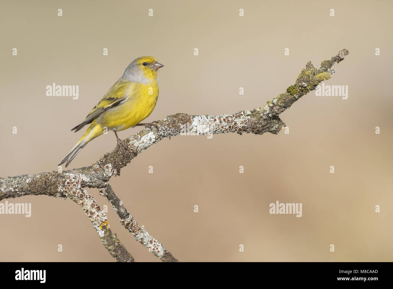 Venturon montagnard mâle sur une belle perchaude Banque D'Images