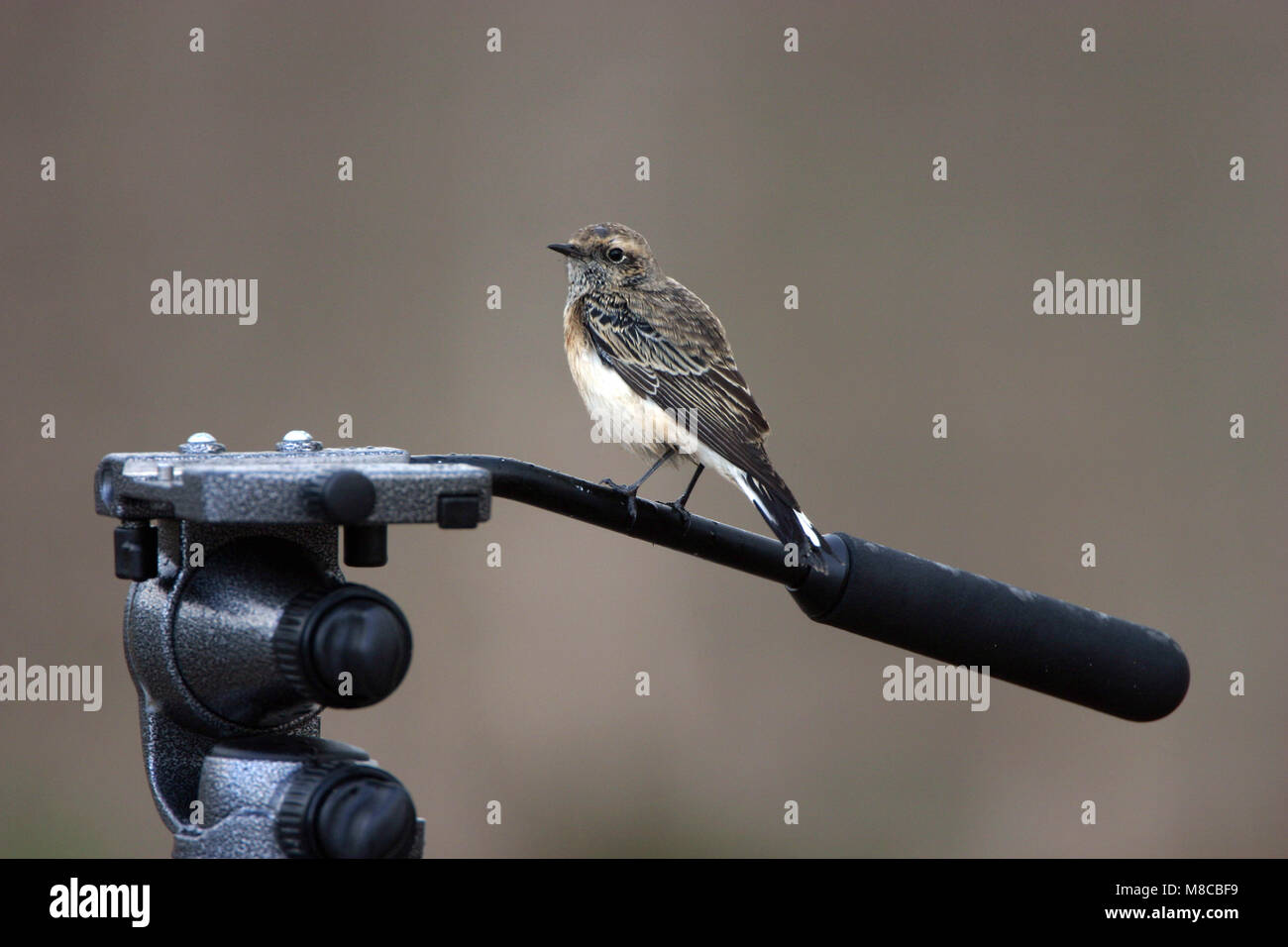L'image d'oiseaux par Bas van den Boogaard Banque D'Images