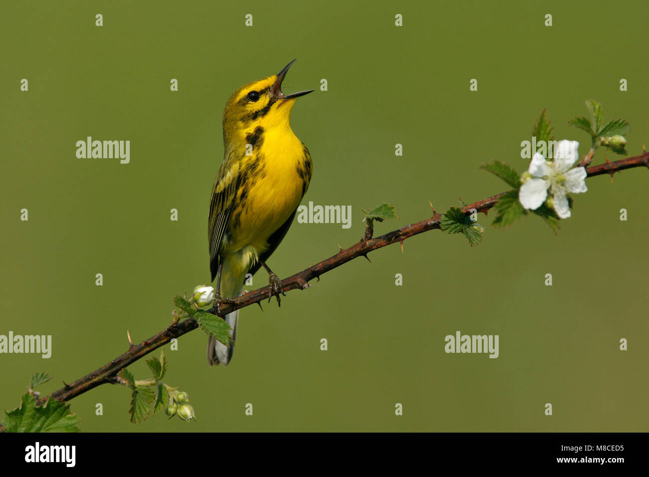 Mannetje Zingend zanger, Prairie mâle chanteur Paruline des prés Banque D'Images