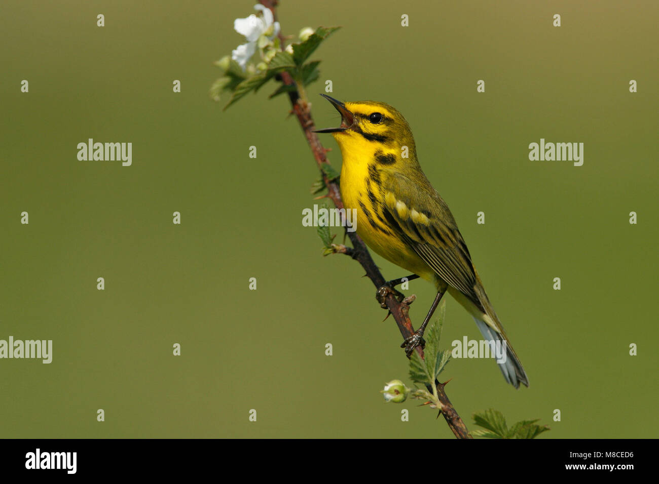 Mannetje Zingend zanger, Prairie mâle chanteur Paruline des prés Banque D'Images