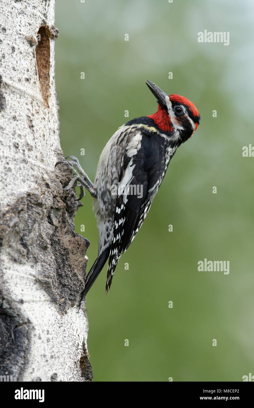 Mâle adulte de Kamloops (C.-B.) Juin 2015 Banque D'Images