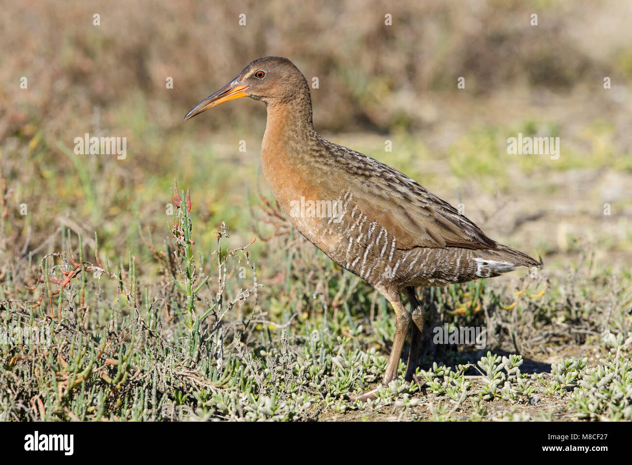 Orange adultes Co., CA Janvier 2015 Banque D'Images