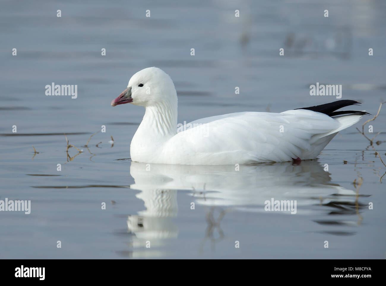 Forme blanche adultes Socorro Co., N.M. Décembre 2014 Banque D'Images