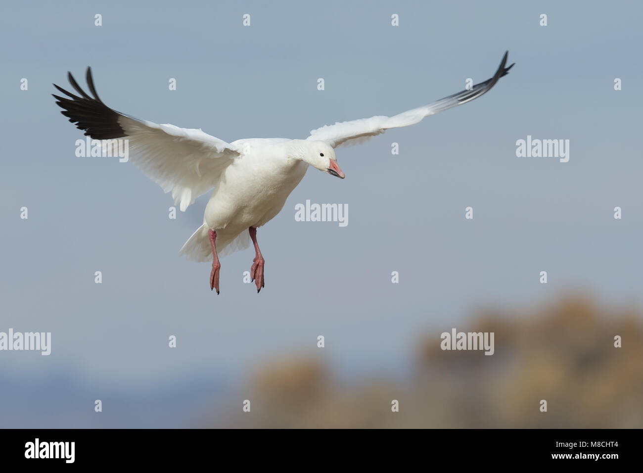 Volwassen dans Sneeuwgans de viaje en avión, adulte en vol d'Oies des neiges Banque D'Images