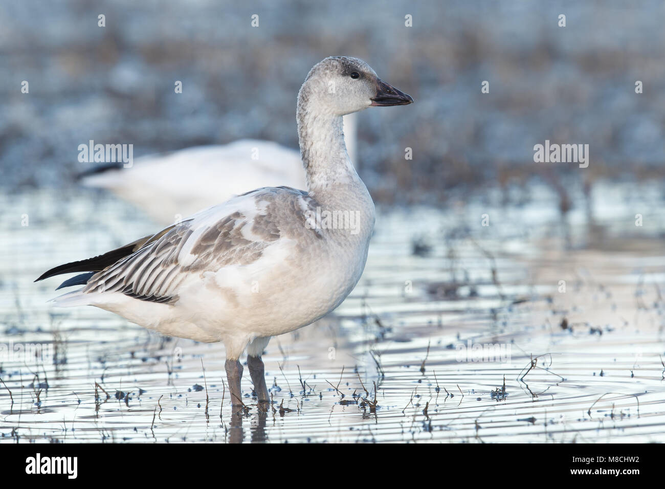 Juveniele witte vorm Sneeuwgans, la forme blanche Oie des neiges Banque D'Images