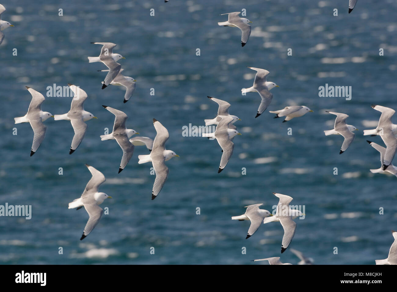 Grote groep Drieteenmeeuwen in de viaje en avión ; grand groupe de Mouettes tridactyles en vol Banque D'Images