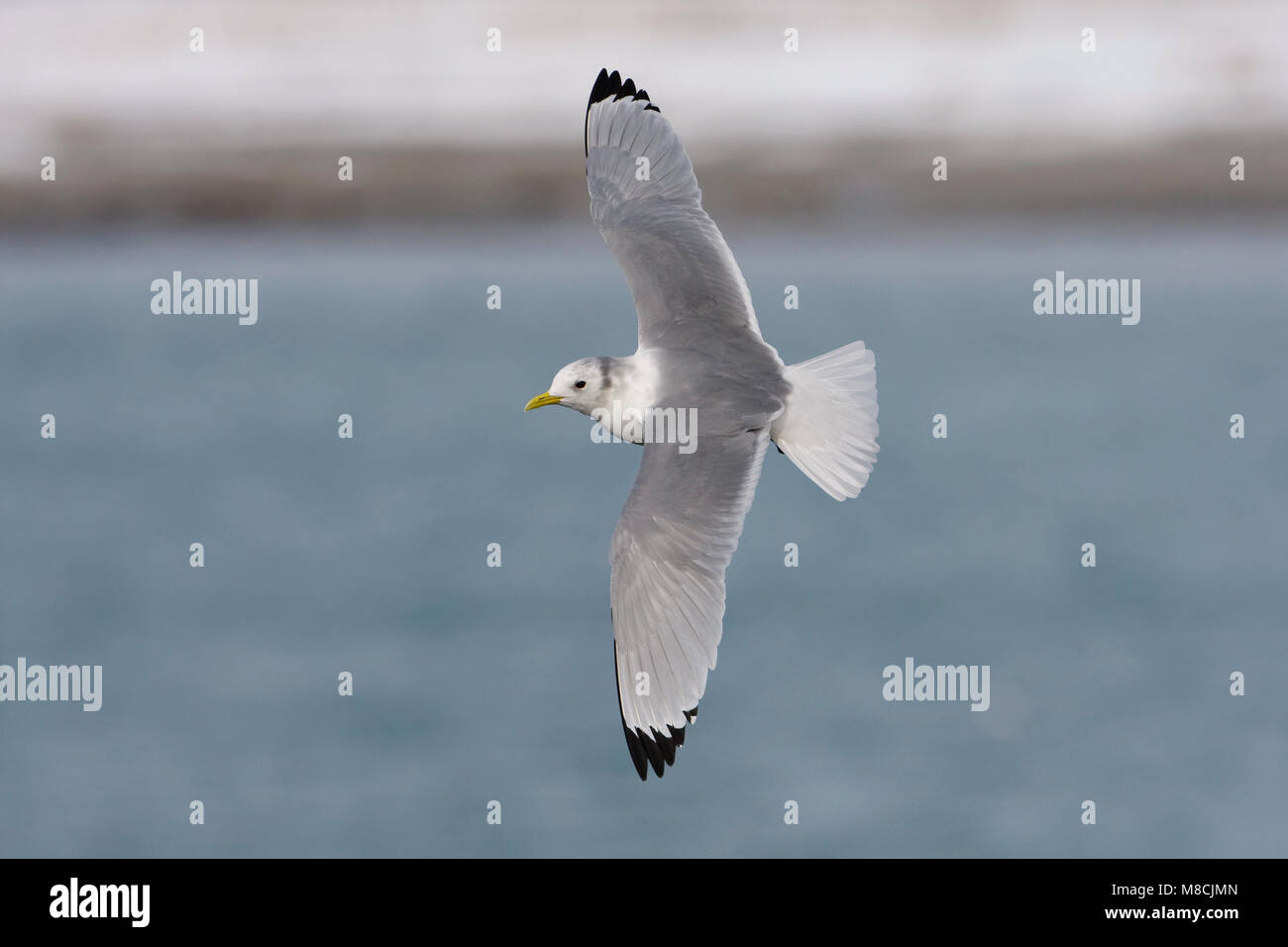 Dans winterkleed Drieteenmeeuw Volwassen dans de viaje en avión ; Mouette tridactyle adultes en plumage d'hiver en vol Banque D'Images